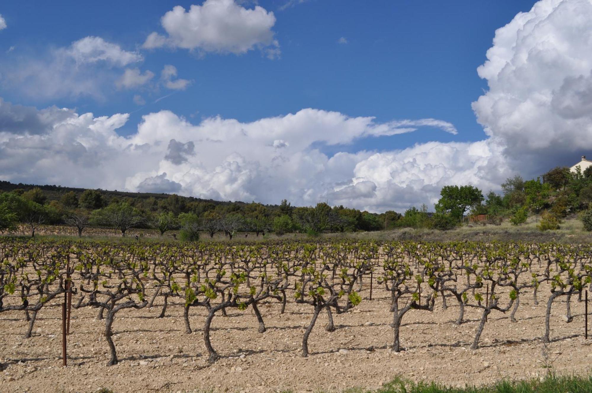 Le Mas Des Anges Cheval-Blanc Exterior foto